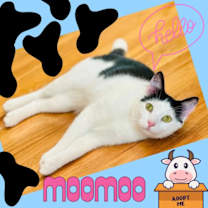 Thumbnail photo of MooMoo #1