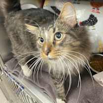 adopt-pet