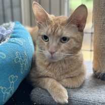 Thumbnail photo of Cedar #1