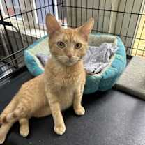 Thumbnail photo of Cedar #2