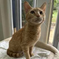 Thumbnail photo of Cedar #3