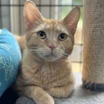 Thumbnail photo of Cedar #4