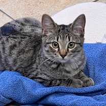 Thumbnail photo of Puff #1