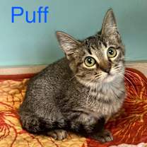 Thumbnail photo of Puff #3