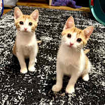 Thumbnail photo of Lemon Shakeup #2