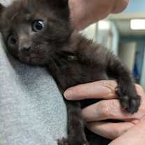 Thumbnail photo of Fairy Tale Gretel: Not at shelter (Miai) #1