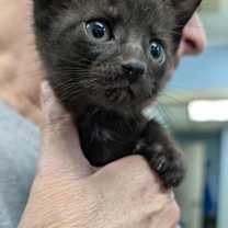 Thumbnail photo of Fairy Tale Gretel: Not at shelter (Miai) #2