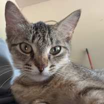 Thumbnail photo of Golden-Hearted Tabby Angel – Newly Spayed, Full of Love, and Dreaming of Her Forever Family 💛 #2