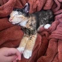 Thumbnail photo of Summer #4