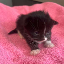 adopt-pet