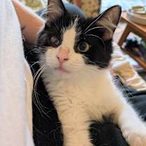 adopt-pet