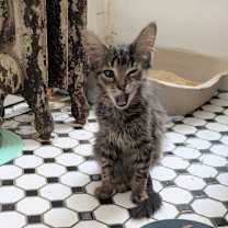 adopt-pet