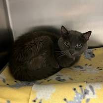 adopt-pet