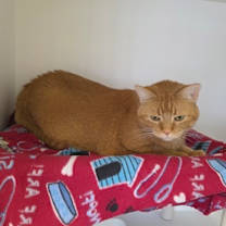 Thumbnail photo of Jinxy *George* #1