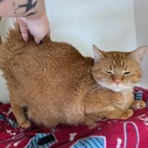 Thumbnail photo of Jinxy *George* #2