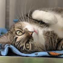 adopt a pet