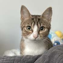 Thumbnail photo of Misty #1