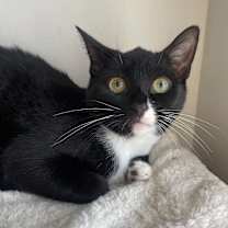 Thumbnail photo of Marley #4