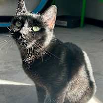 Thumbnail photo of Minnie  #1