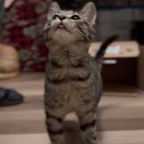 Thumbnail photo of Fava #2