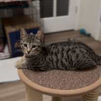 Thumbnail photo of Fava #3