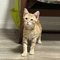 Thumbnail photo of Puff #3