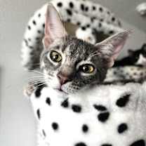 Thumbnail photo of Kiara #1