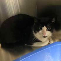 Thumbnail photo of Grumpy Grills (Bonded with Beh #3