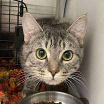 Thumbnail photo of Rouge #2