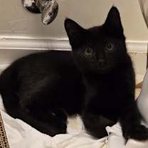 Thumbnail photo of Chad #3