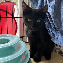 adopt-pet