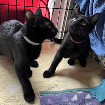 adopt-pet