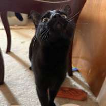 Thumbnail photo of Ms. Onyx #3