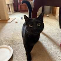 Thumbnail photo of Ms. Onyx #4