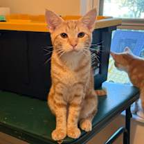 Thumbnail photo of Pumpkin #2