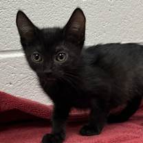 adopt-pet
