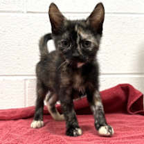 adopt-pet