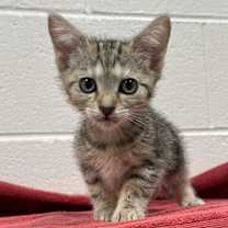 adopt-pet