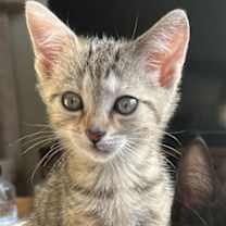 adopt-pet