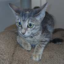 Thumbnail photo of Auto #1