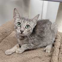 Thumbnail photo of Auto #2