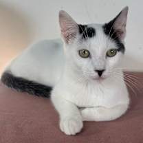 Thumbnail photo of Blanco #3