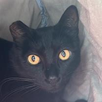 Thumbnail photo of Eclipse #2