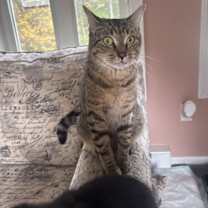 Thumbnail photo of Ophelia- Female cat #2