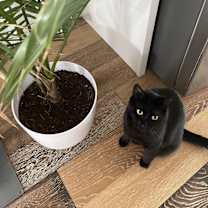 Thumbnail photo of Franklin #1