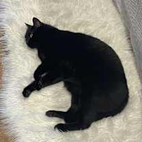 Thumbnail photo of Franklin #3