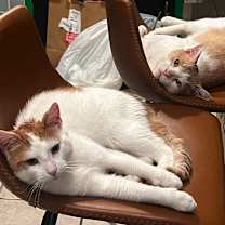 Thumbnail photo of Grigio #1