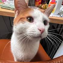 Thumbnail photo of Grigio #3