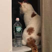 Thumbnail photo of Grigio #4