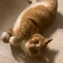 Thumbnail photo of Jonesy #1